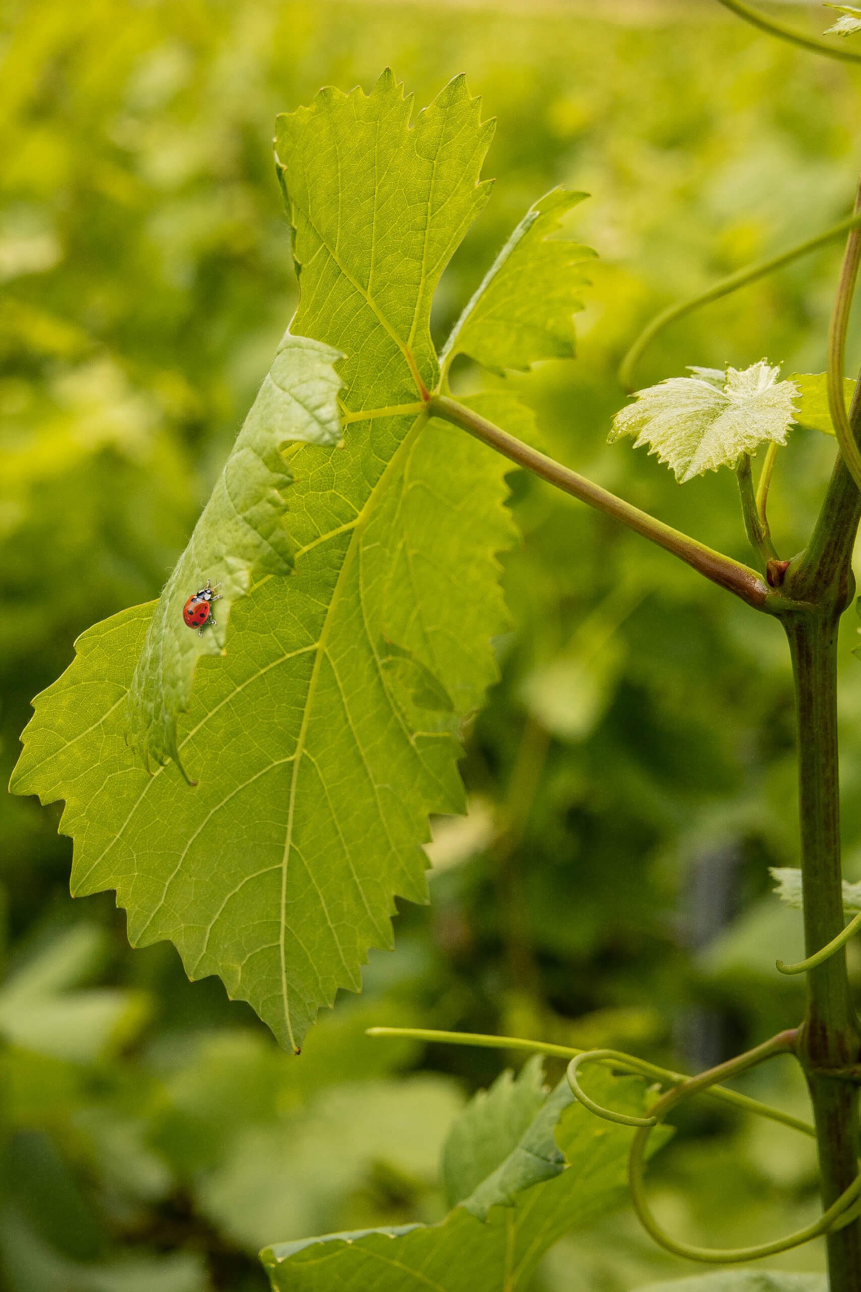 Le bio - Champagne Mandois