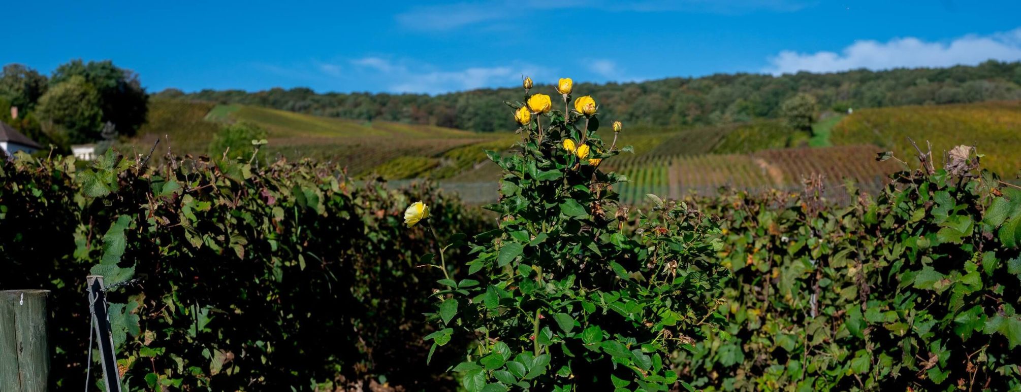 Le bio - Champagne Mandois