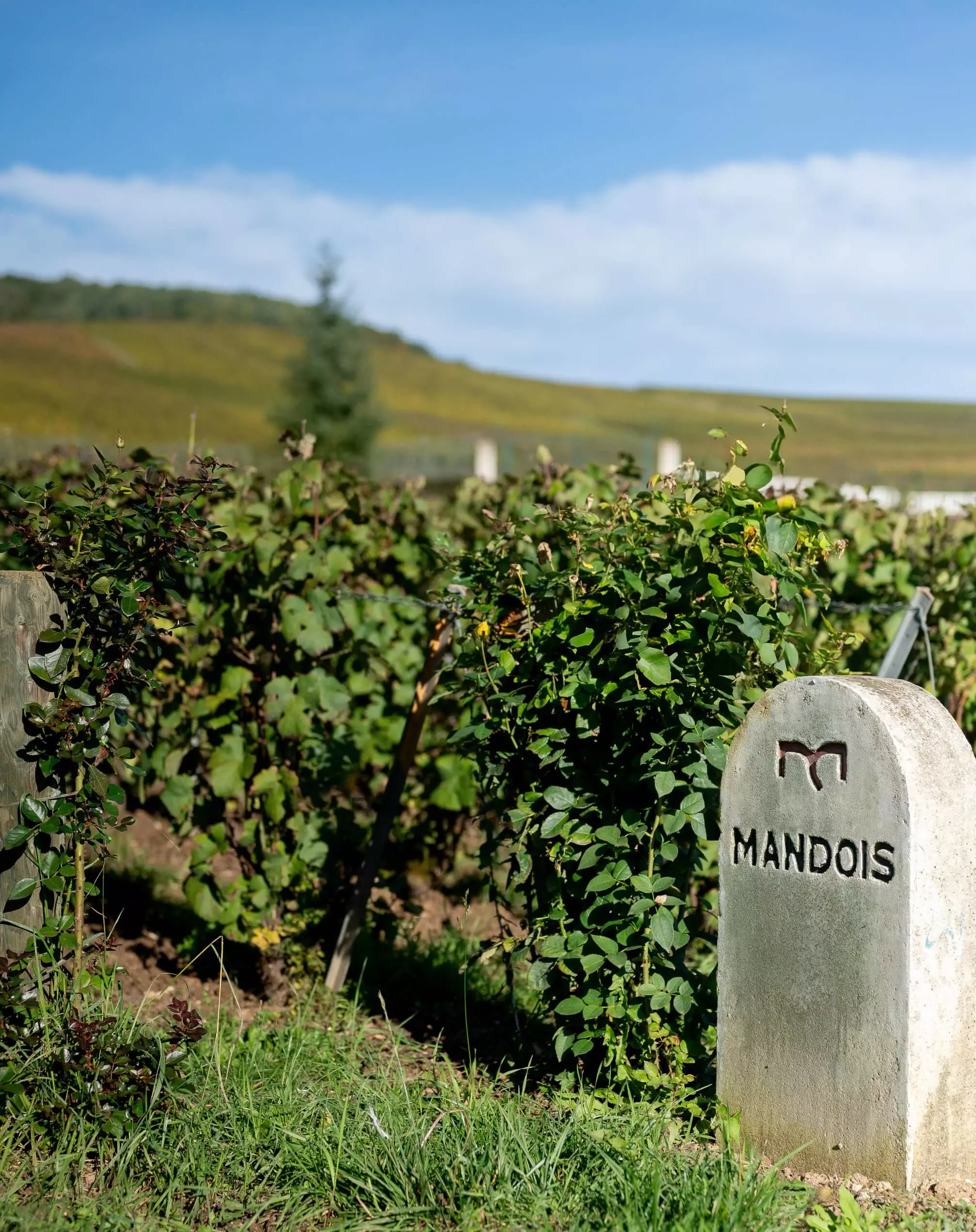 Notre histoire familiale - Champagne Mandois