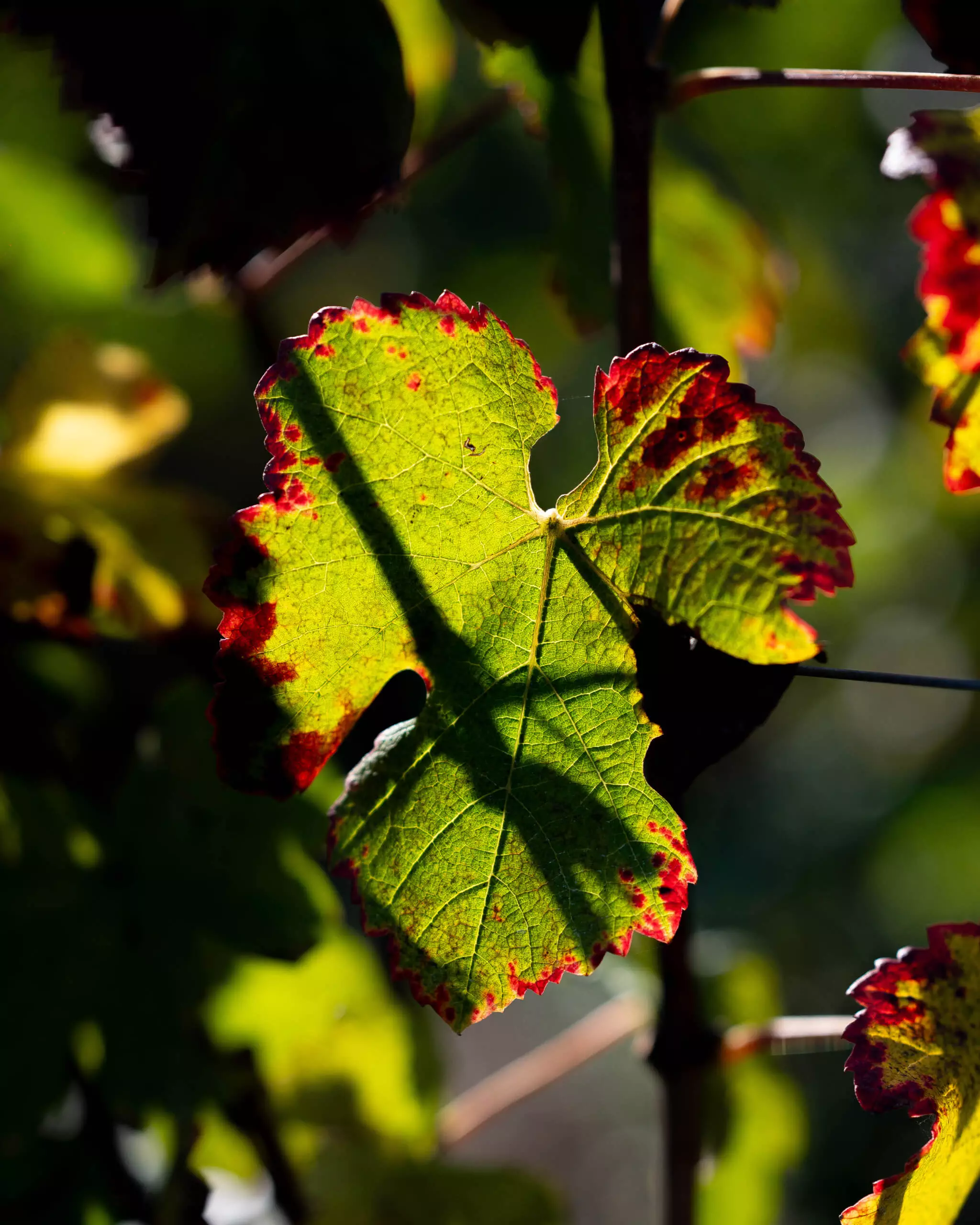 Notre vignoble - Champagne Mandois