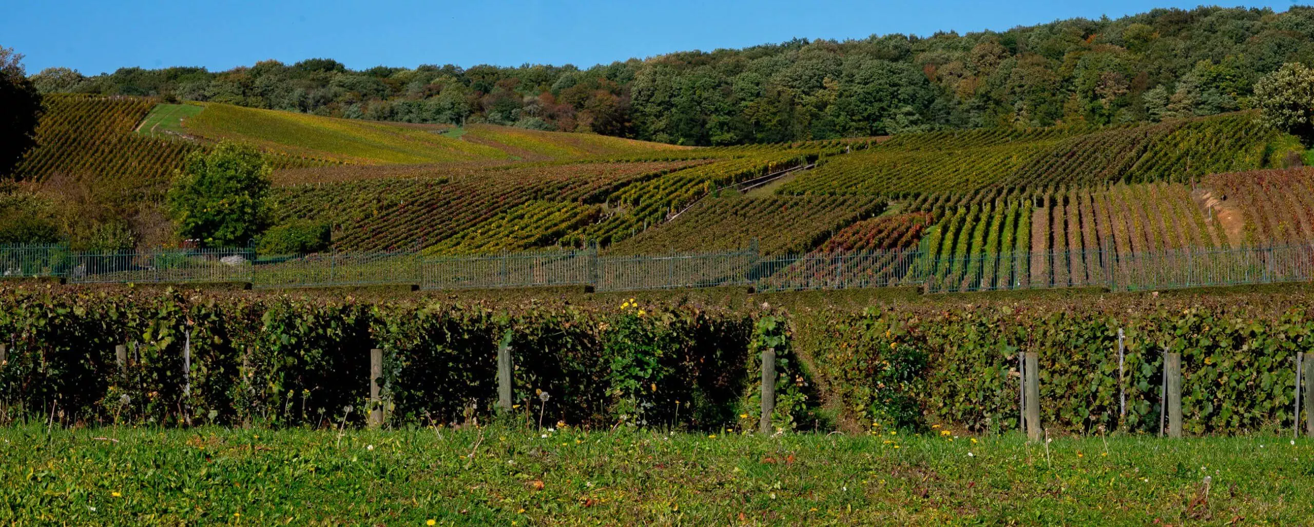 Le clos mandois - Champagne Mandois