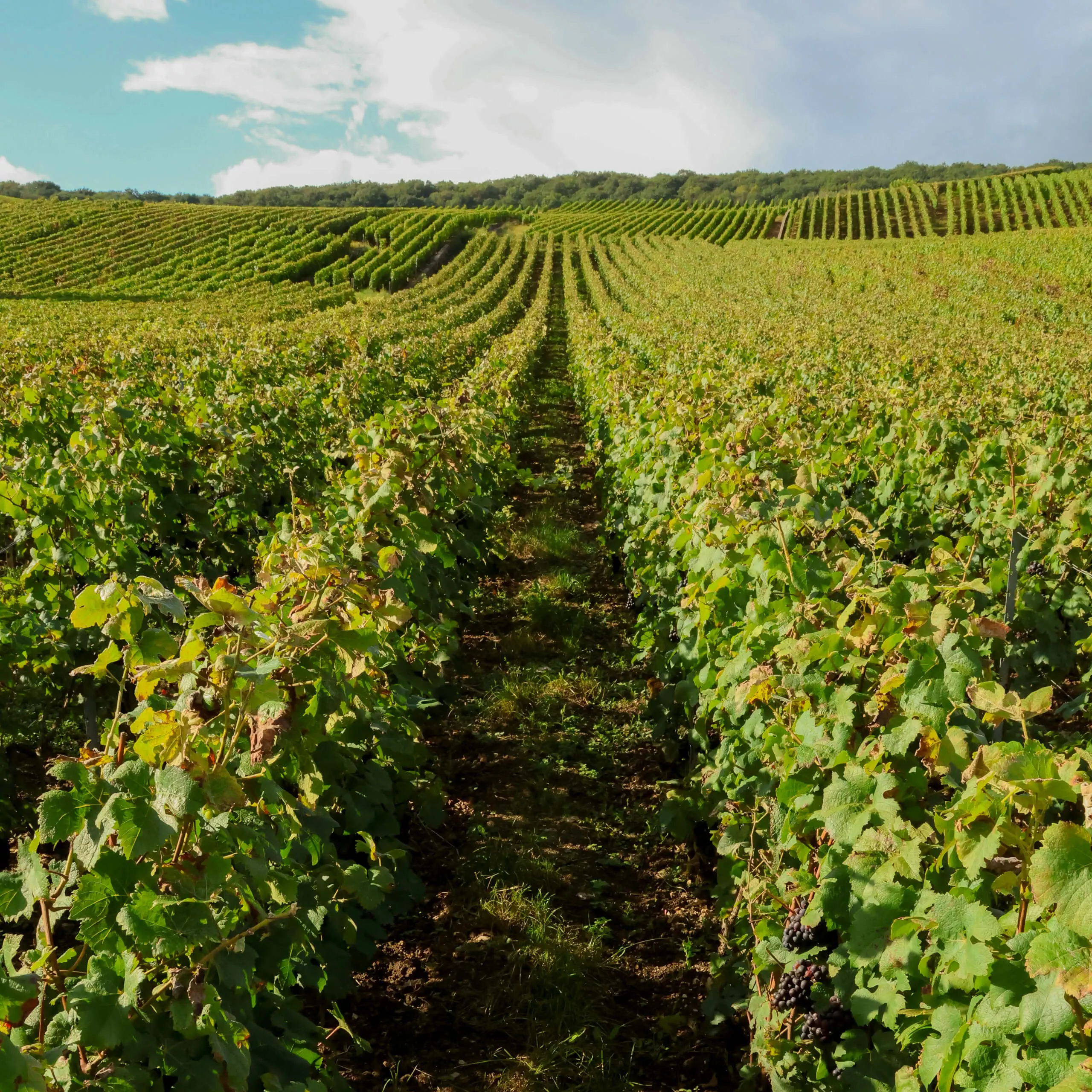 Notre vignoble - Champagne Mandois