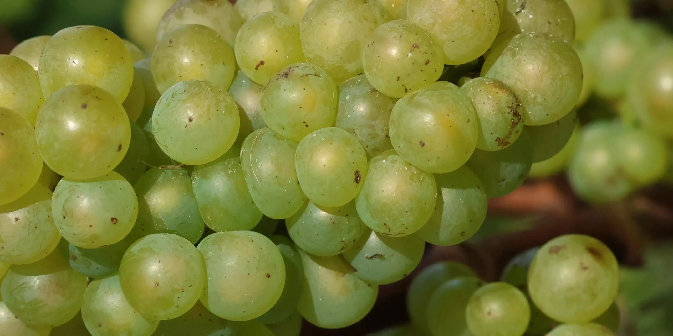 Le chardonnay - Champagne Mandois