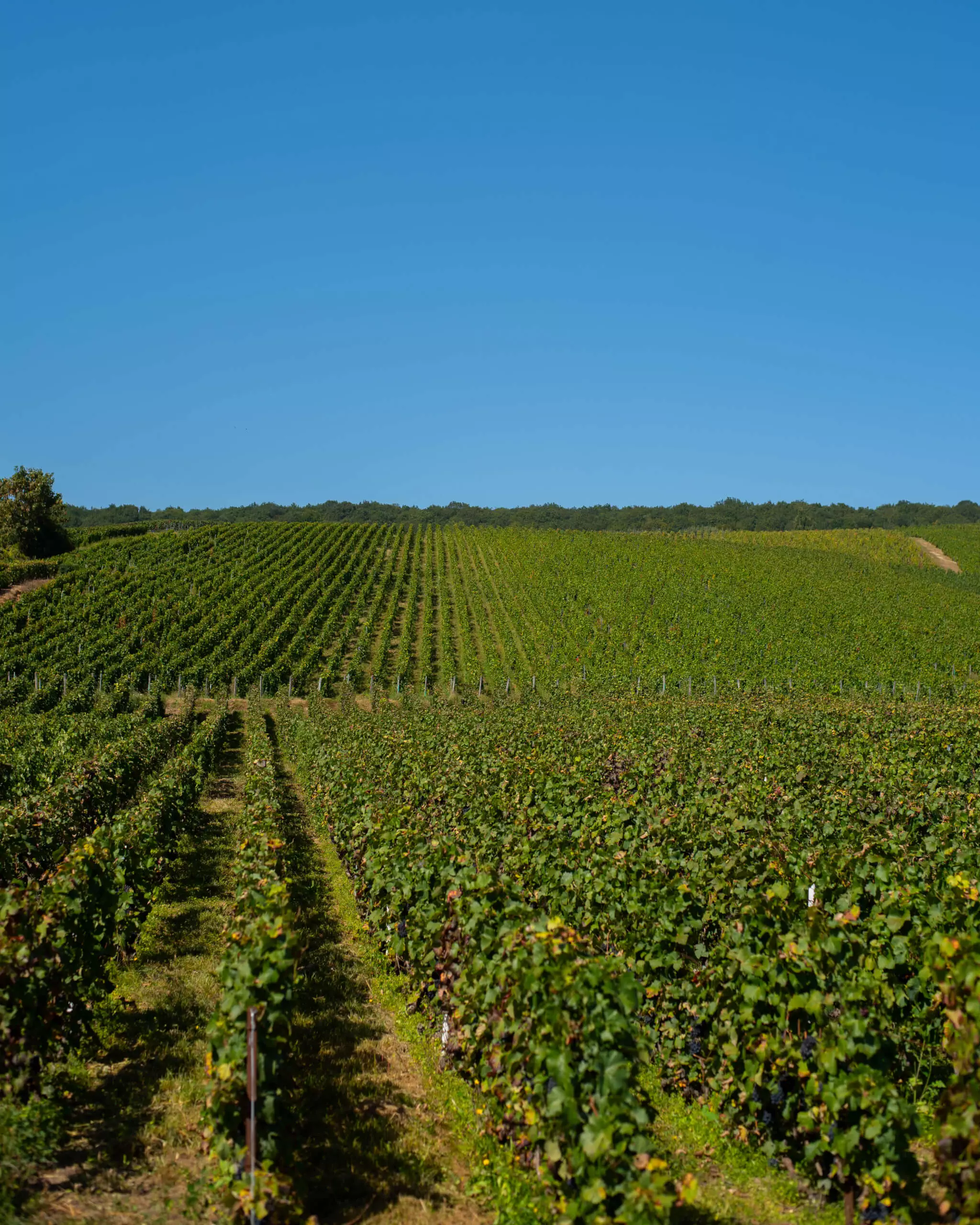 Notre histoire familiale - Champagne Mandois